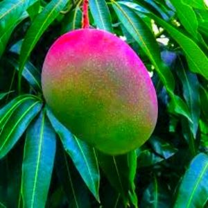 50 Organic Mango Tea Leaves